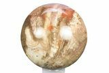 Colorful Petrified Wood (Araucaria) Sphere - Madagascar #245546-1